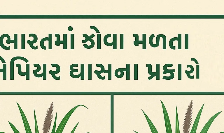 નેપિયર ઘાસ