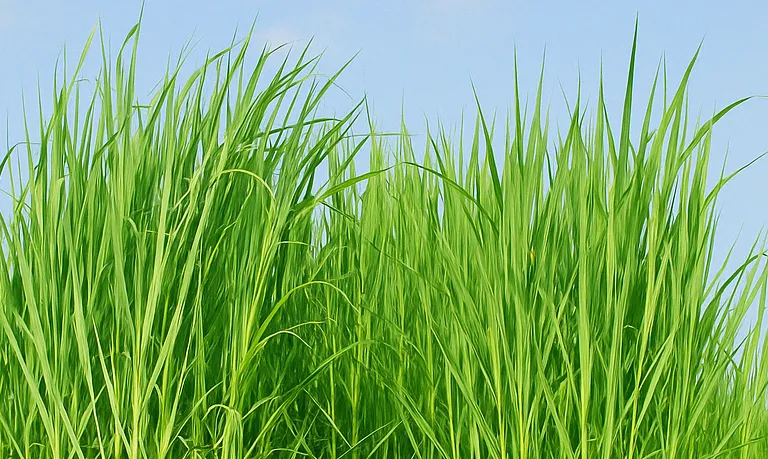 napier grass