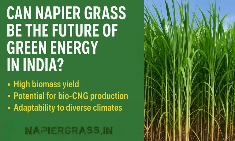 Can Napier Grass Be the Future of Green Energy in India?