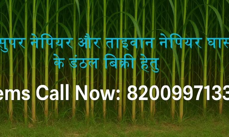 Napier Grass Stems in hindi